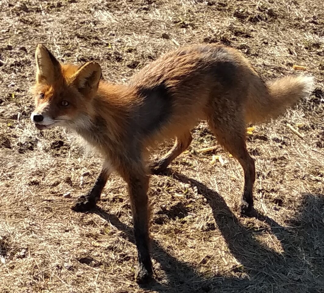 фото Ирина Воробьева (Вконтакте)