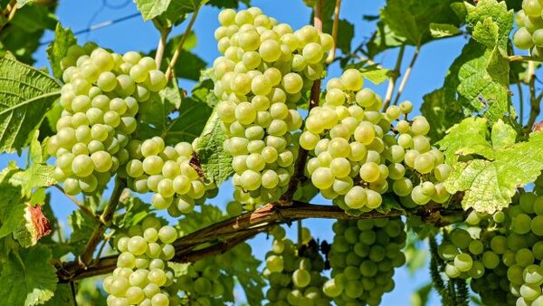 Чем полезен виноград: 5 удивительных свойств