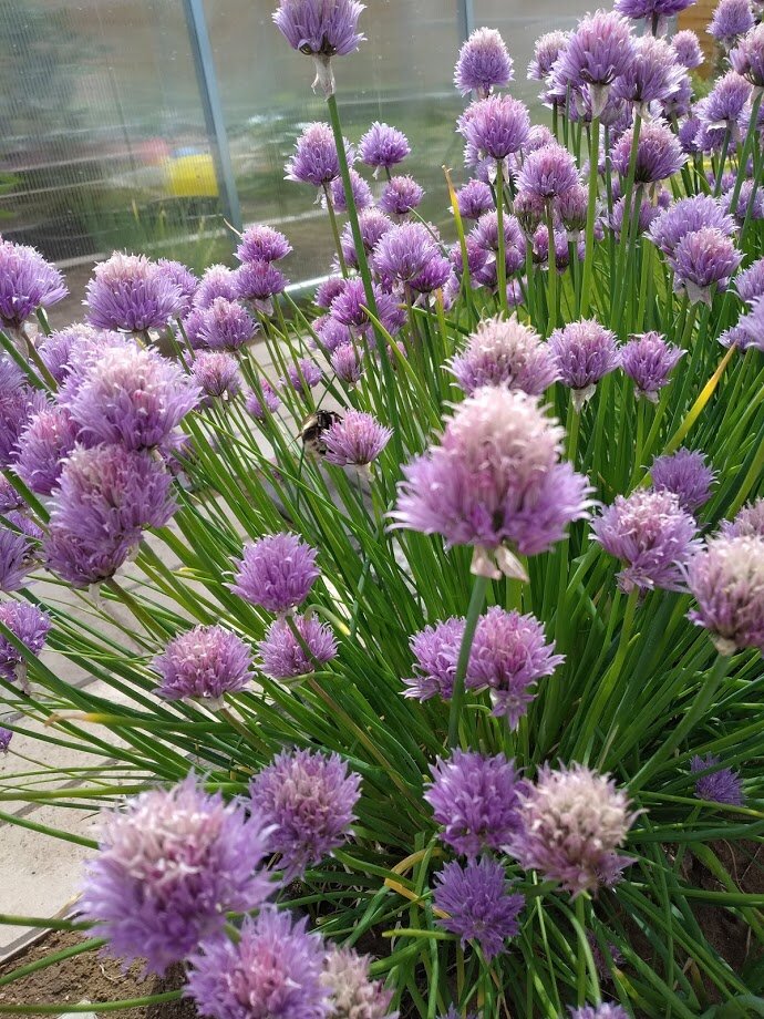 Шнитт цветет.