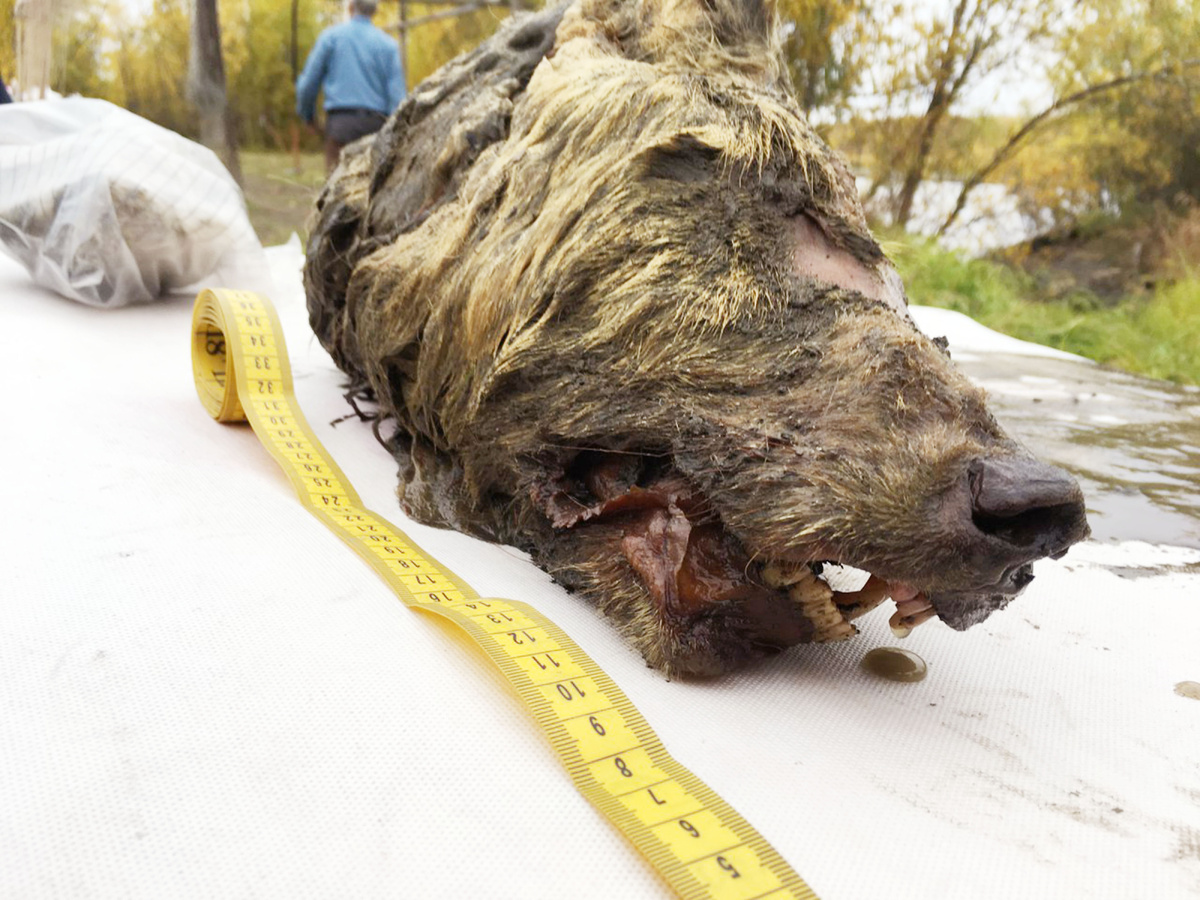 The 40,000-year-old creature was discovered in the Siberian permafrost. Credit: The Siberian Times