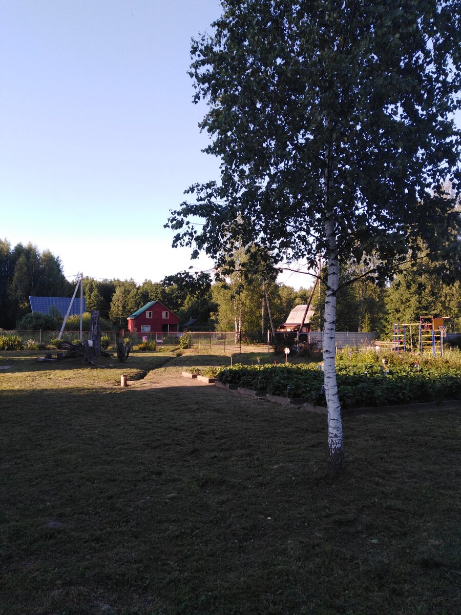 Березовый веник. Фото автора.