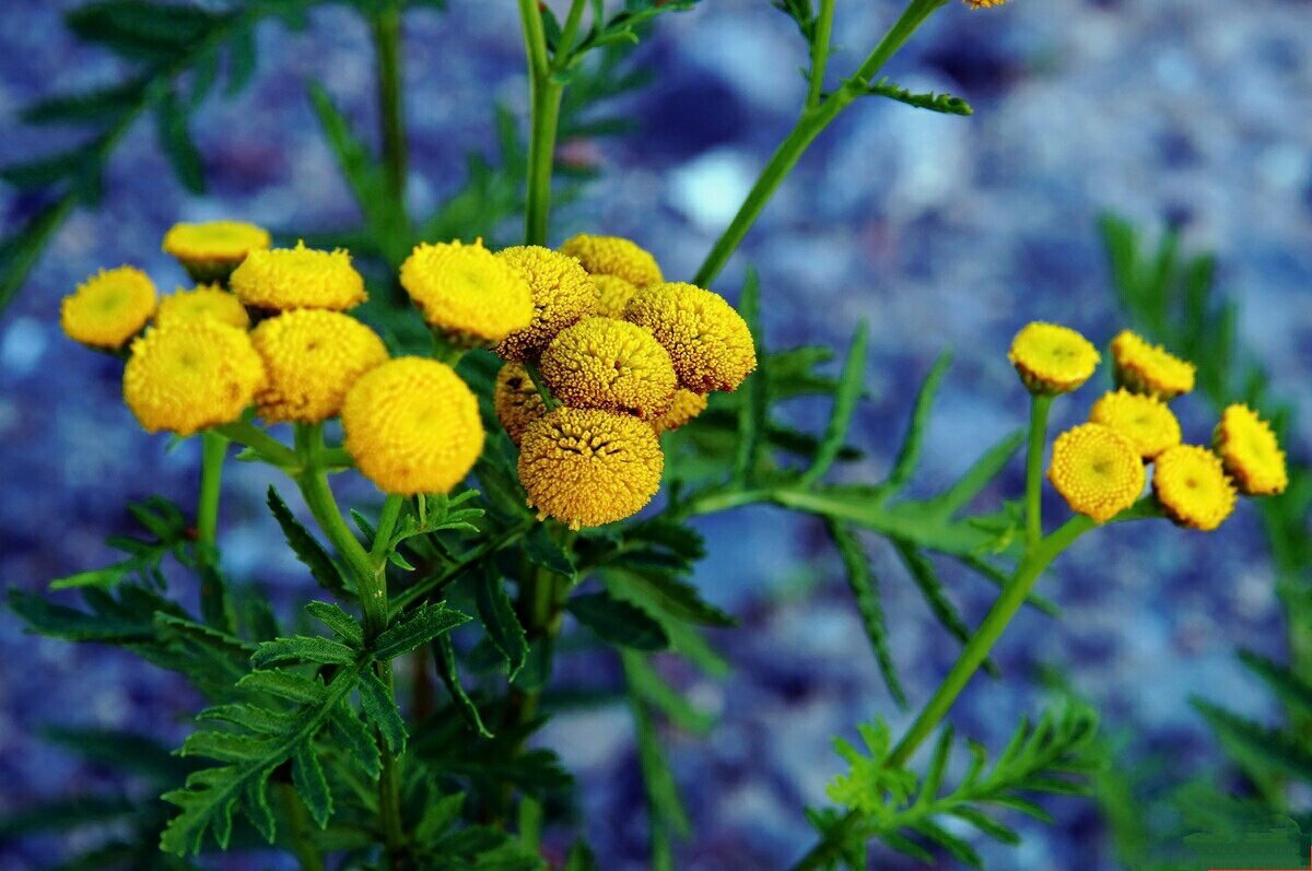 Фото растения пижмы