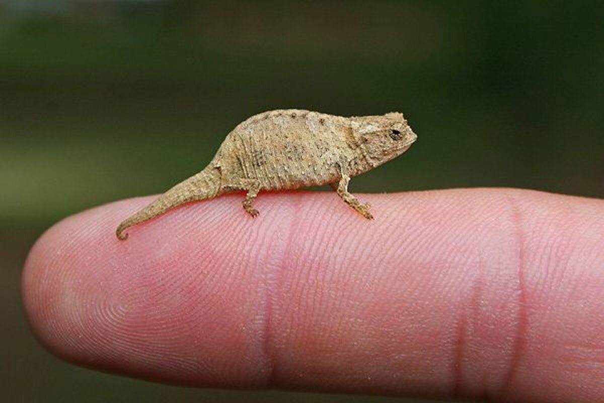 Самое маленькое животное. Хамелеон малая брукезия. Микро хамелеон Brookesia Micra. Хамелеон брукезия Микра. Хамелеон малая брукезия (Brookesia Micra).