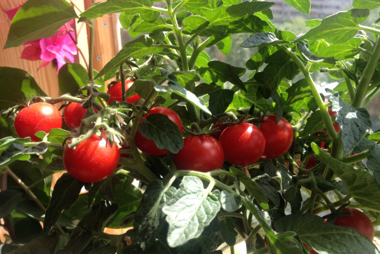 Как получить хороший урожай помидоров на Подоконнике. Подруга мне сначала не поверила, но потом пожалела