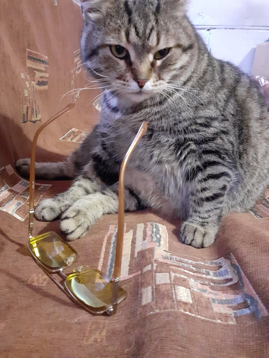 Котофей задумался. Белых мышей он видел впервые.