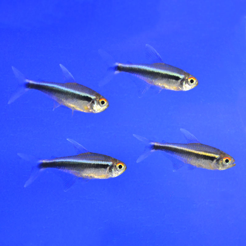Мальки Черной Неоновой Тетры. Источник фото: http://fishmarkt.ru/upload/iblock/4f5/4f52164d486dc825f63d94e198c30602.jpg