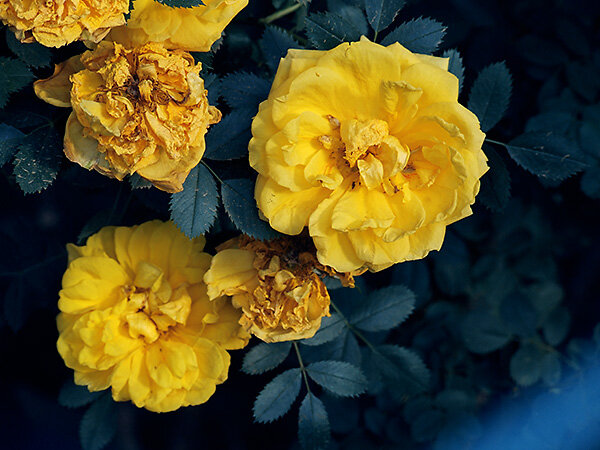 желтые розы. Алтайский край. 2017г.