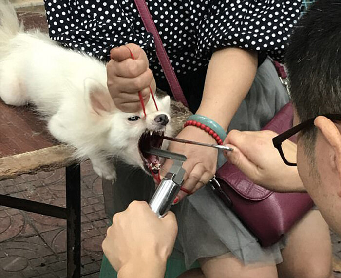 Померанцевому шпицу удаляют голосовые связки.