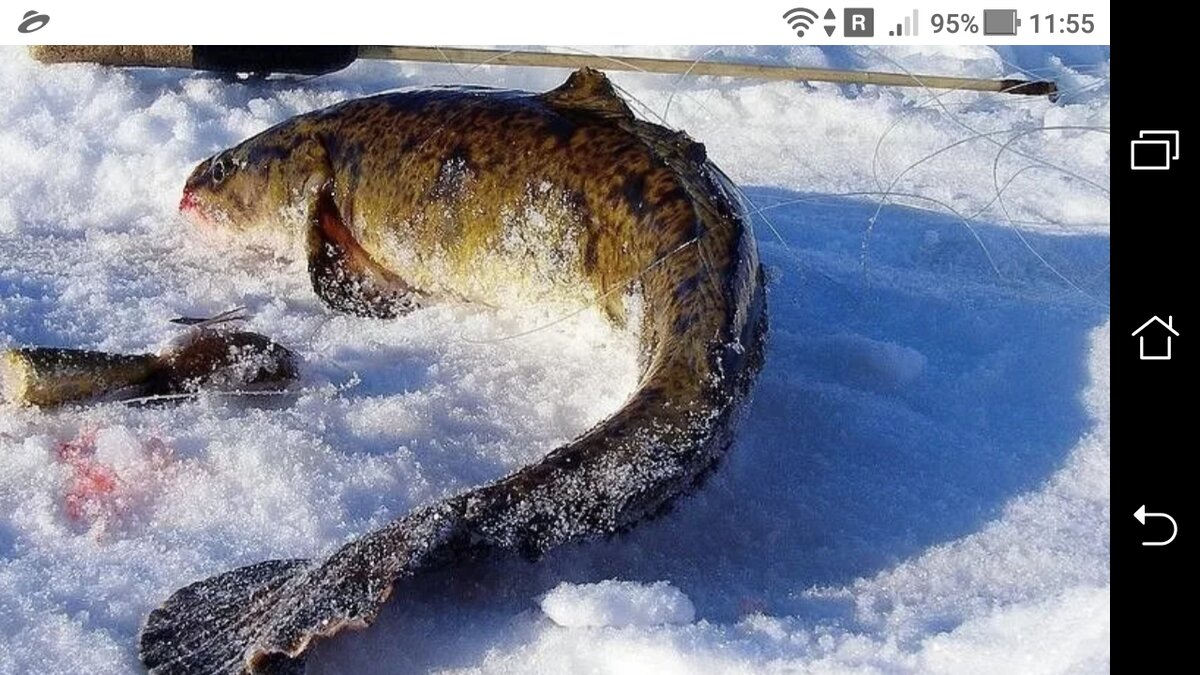 Секретный метод ловли леща зимой 2019. Зимняя рыбалка в феврале.