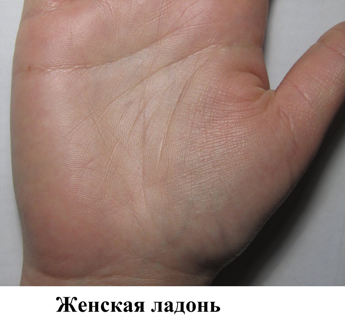 Жена