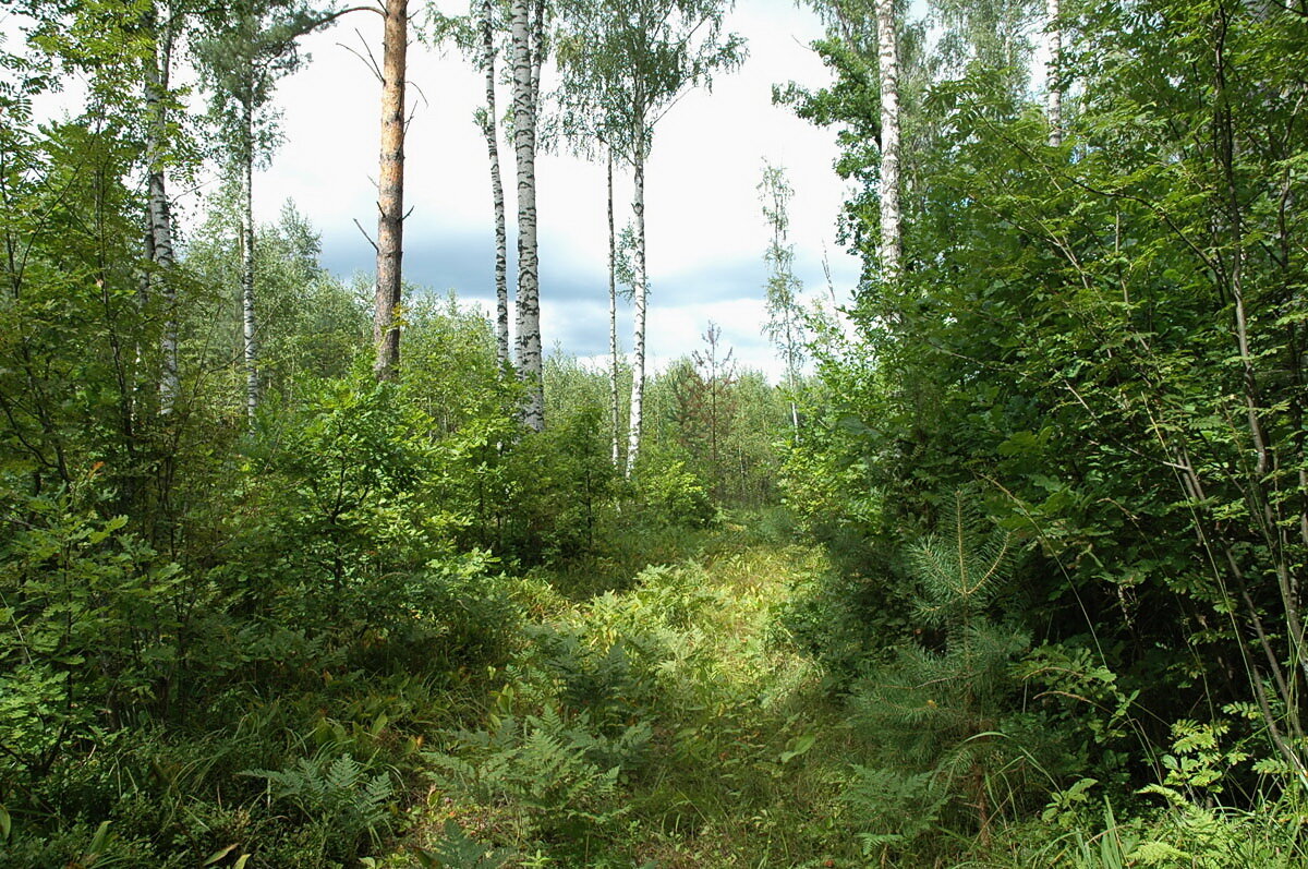 Долина заросшая лесом. Тальниковые заросли. Влево от Боровых озер лежат Мещерские. Мшары влево от Боровых озер лежат.