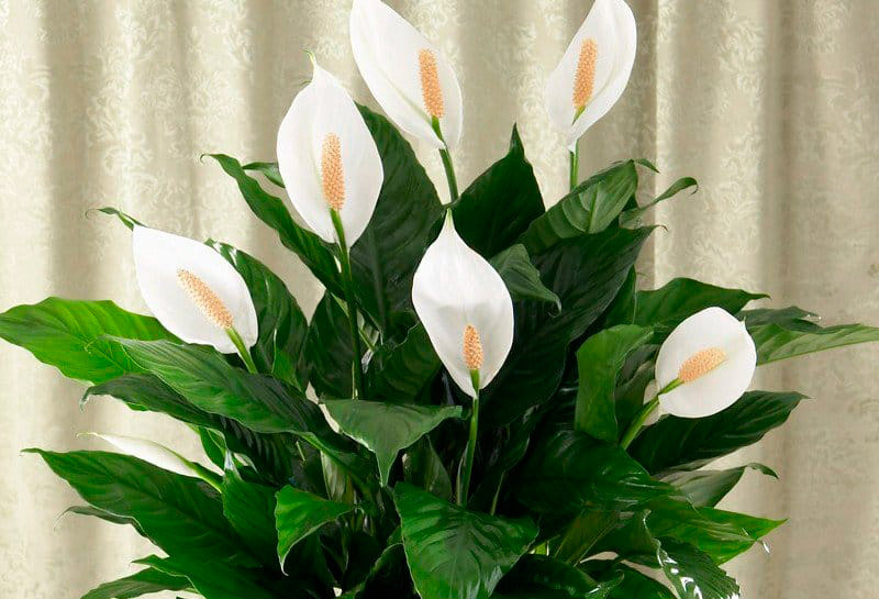 Спатифиллум цветет