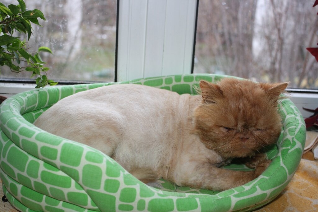 С модной стрижкой