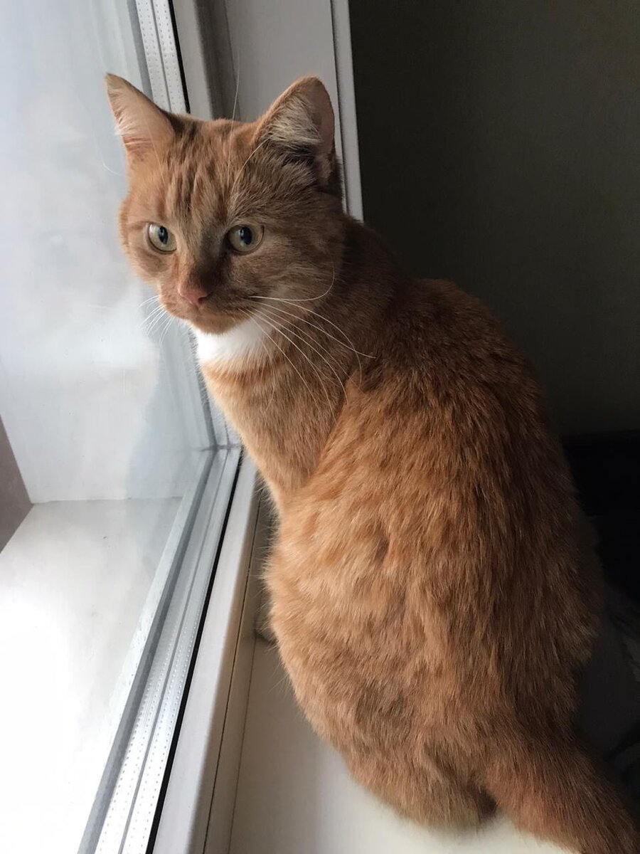 Рыжий кот