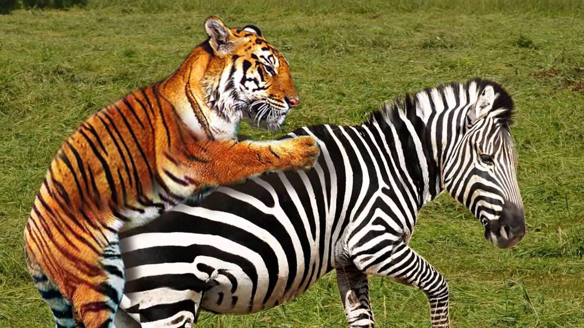 тигр напал на зебру.