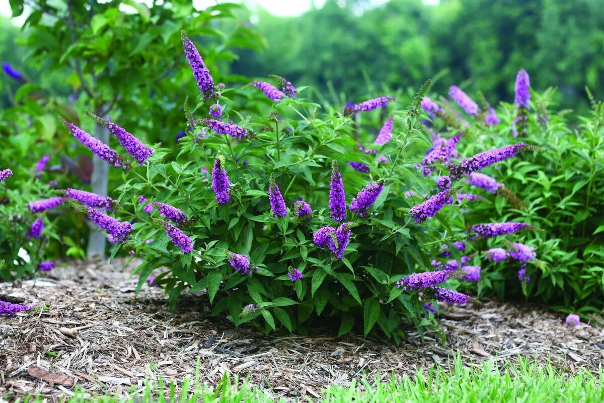 Цветы похожие на куст. Буддлея Давида Buddleja davidii. Буддлея Давида бордер Бьюти. Буддлея Давида Триколор. Будлея куст.