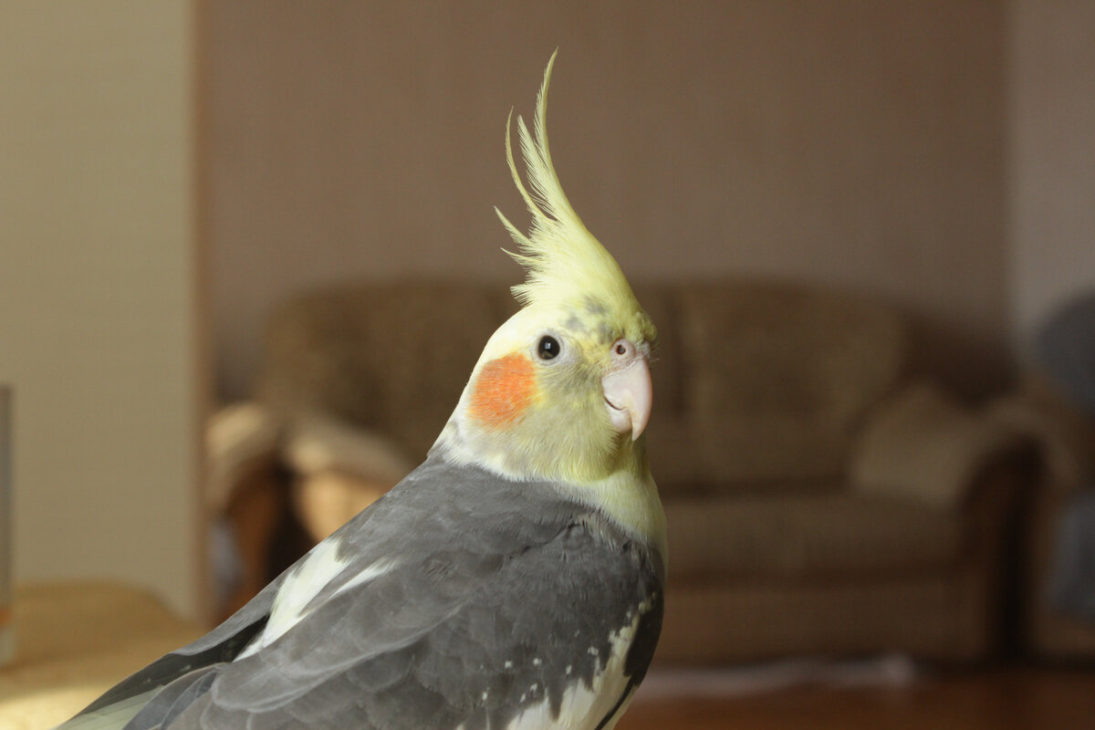 Пикси и её корона на голове. Фото автора.