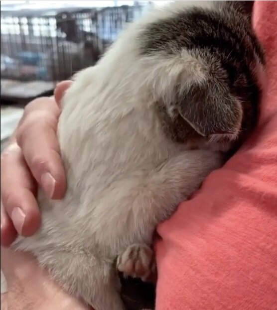 Фото: Nikki Martinez @myfosterkittens