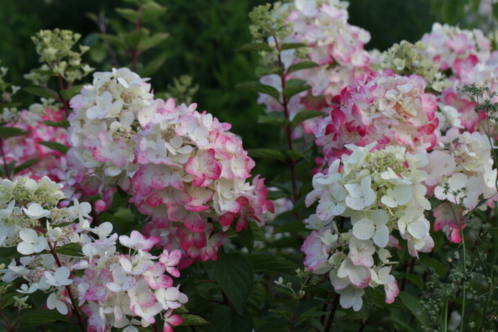 Гортензия метельчатая Даймонд Руж, выращенная из зимних черенков