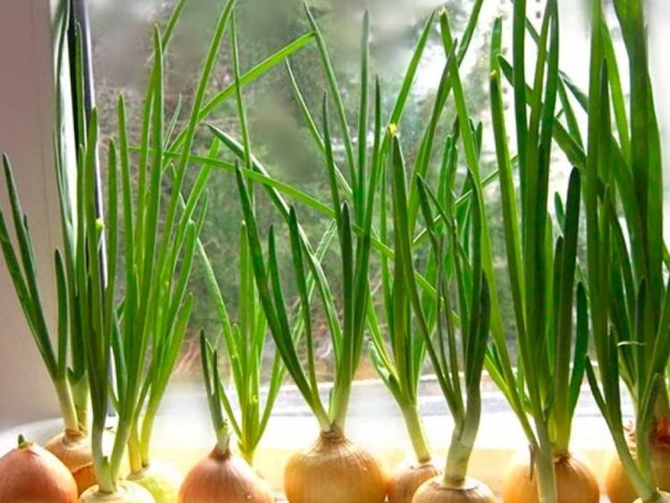 Выгонка лука на перья