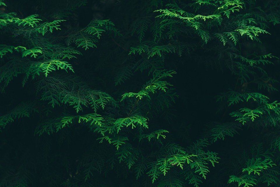 https://cdn.pixabay.com/photo/2016/11/29/04/42/conifer-1867371_960_720.jpg