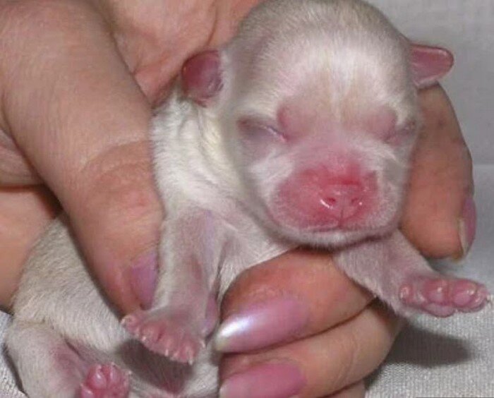Почему рождаются слепые. Новорожденный щенок чихуахуа. Новорожденные щенки чихуахуа. Новорожденные щенки чихуахуа мини. Щенки чихуахуа только родившиеся.