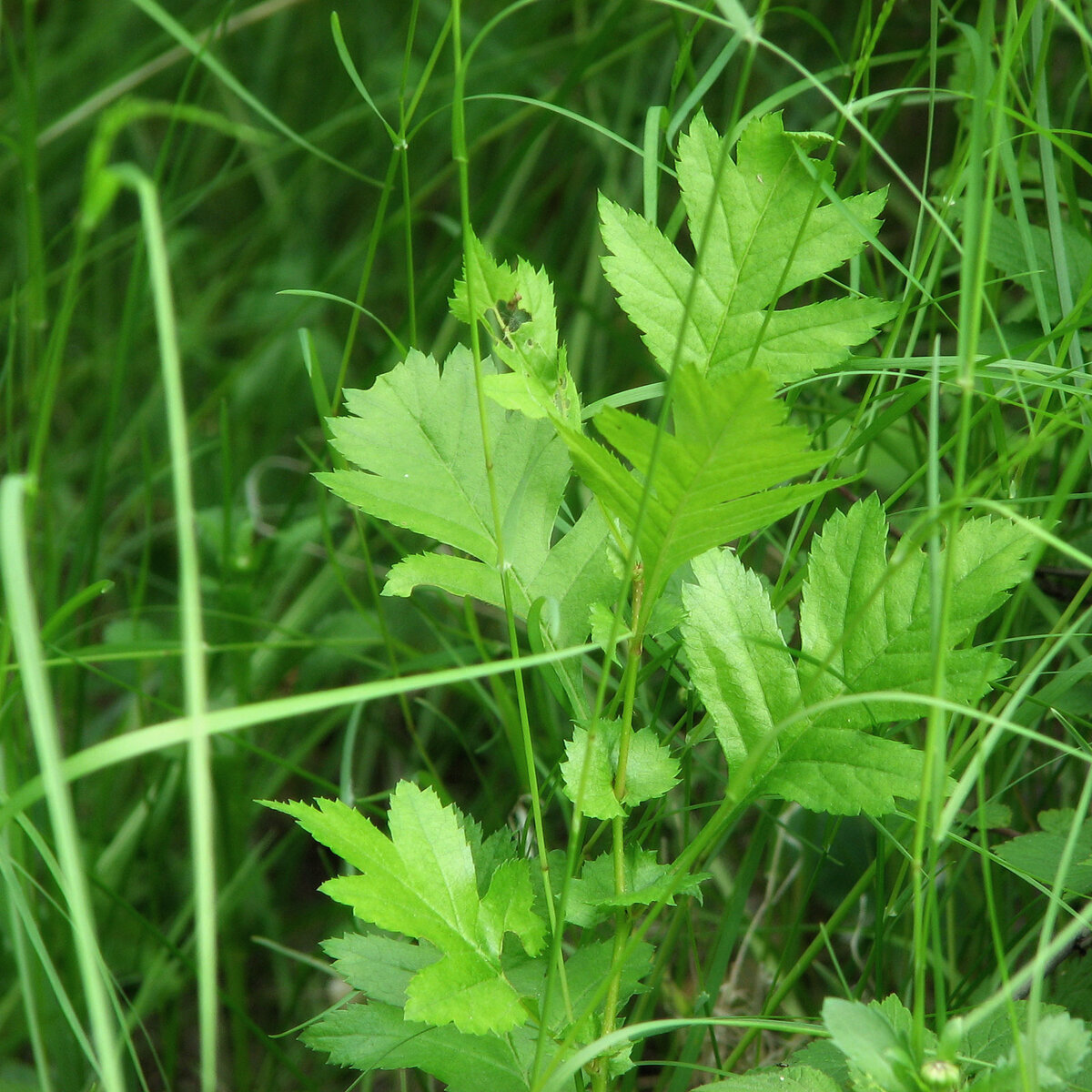 Фотография А.Л., Хабаровск