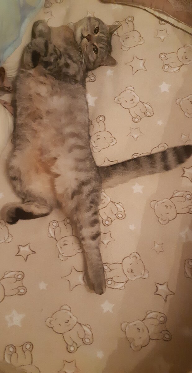 Мой кот Брамс