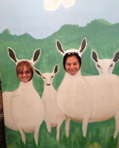 На фестивале овец и шерсти