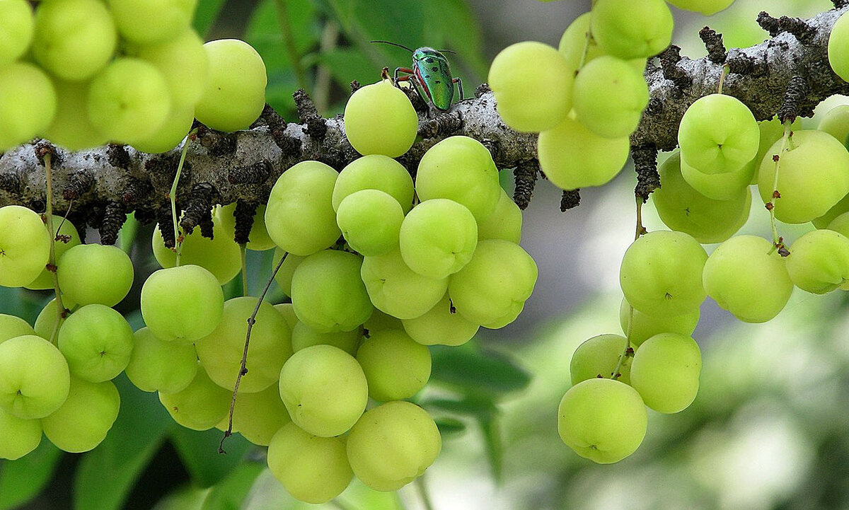 Это дерево небольших размеров, полезные вещества в котором содержатся во всех его частях: и плодах, и листьях, и цветках, и бутонах, в коре и семенах.