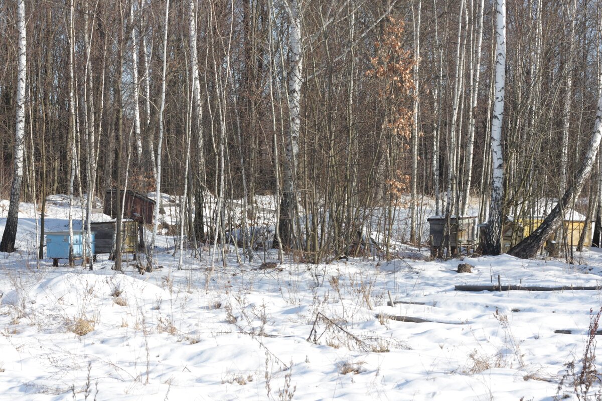 Небольшая пасека, улья разной системы, вдалеке колода, для безрамочного содержания пчёл.