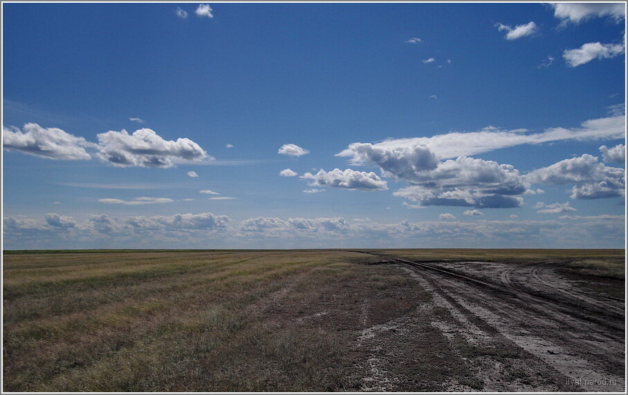 Кулундинская степь фото