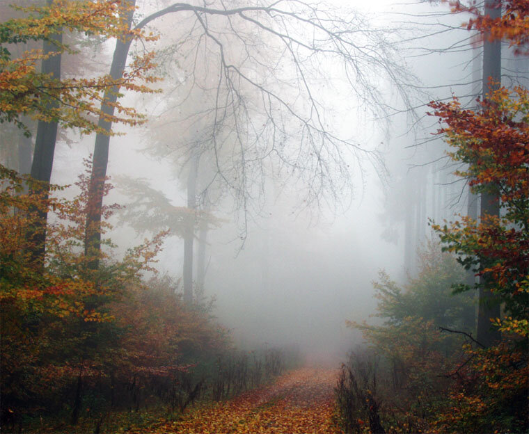 Осенние холодные туманы. Туманное утро в осеннем лесу. Туман осенью. Осень туман. Осенний пейзаж туман.