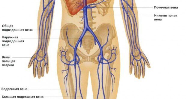 Две нижних полых вены. Нижняя полая Вена и подвздошная Вена. Анатомия бедренной вены. Бедренная Вена анатомия.