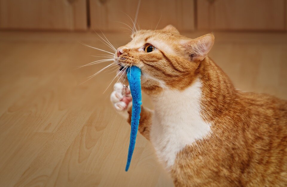Почему моя кошка мяукает с игрушками во рту? | ZOO CHANNEL | Дзен