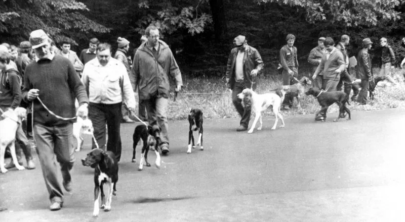 1985.07.07 Киев, Всеукраинская выставка охотничьих собак. Пойнтера, ринг сук. Первым идёт А. Стоячко.