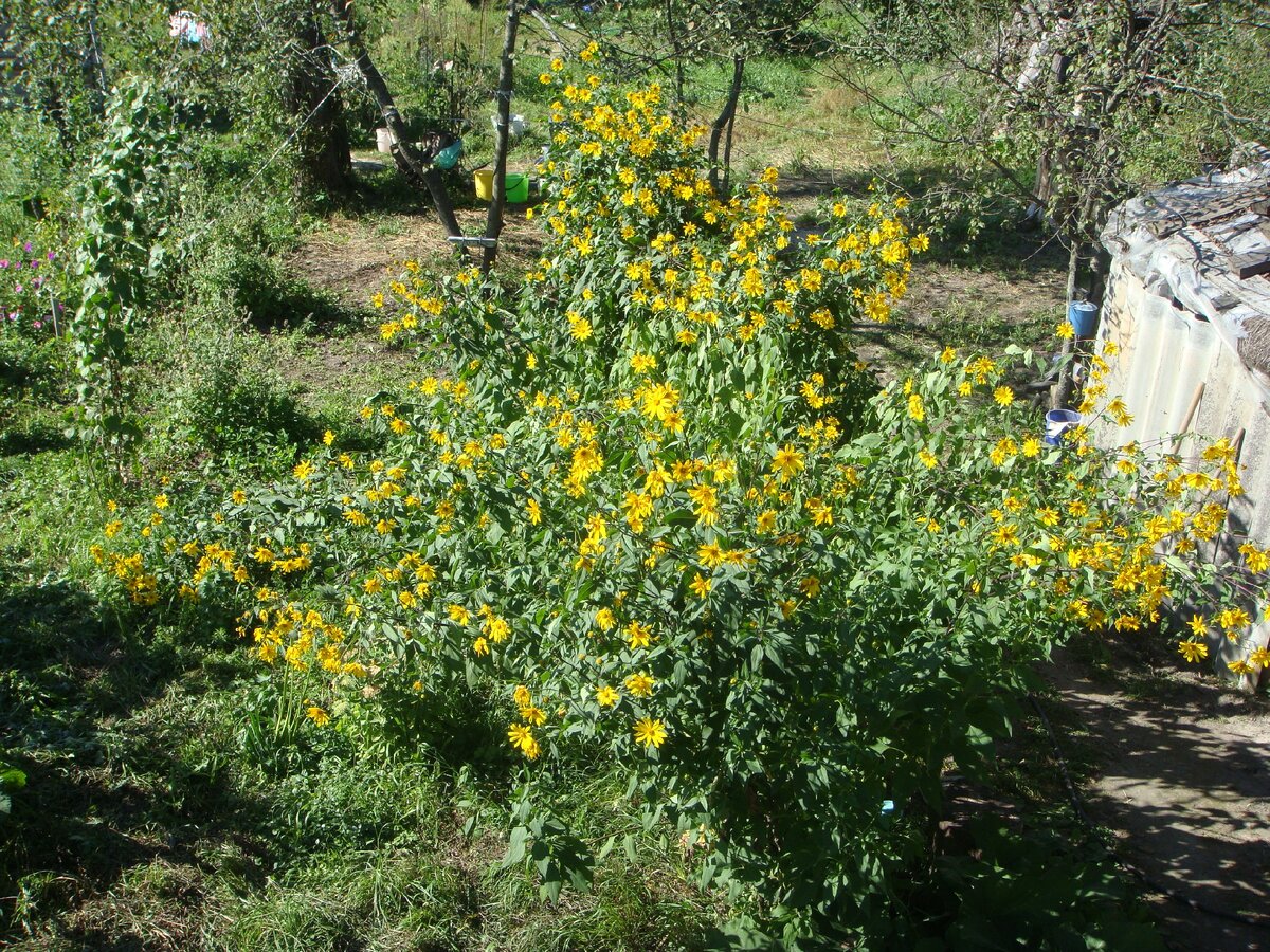 Вот какой он пышный.