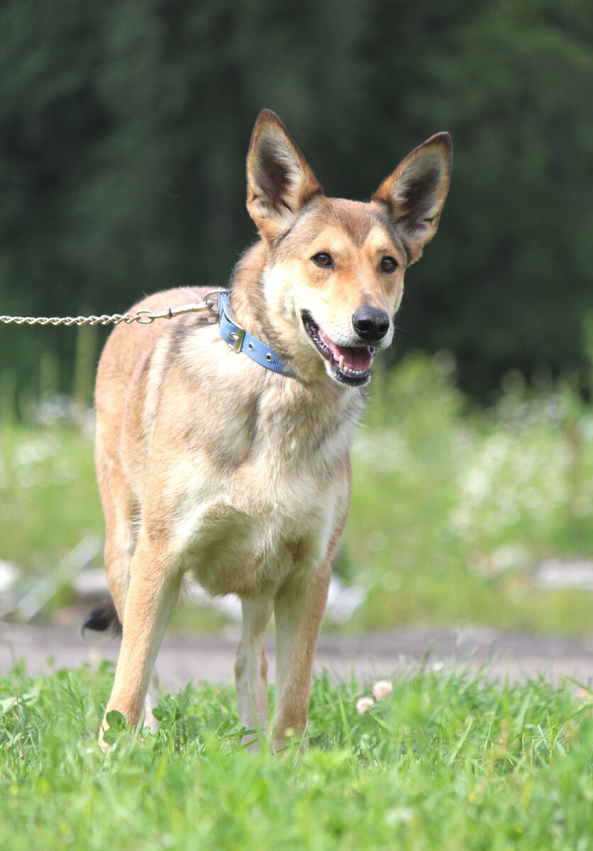 Здесь Альма в приюте на фотосессии