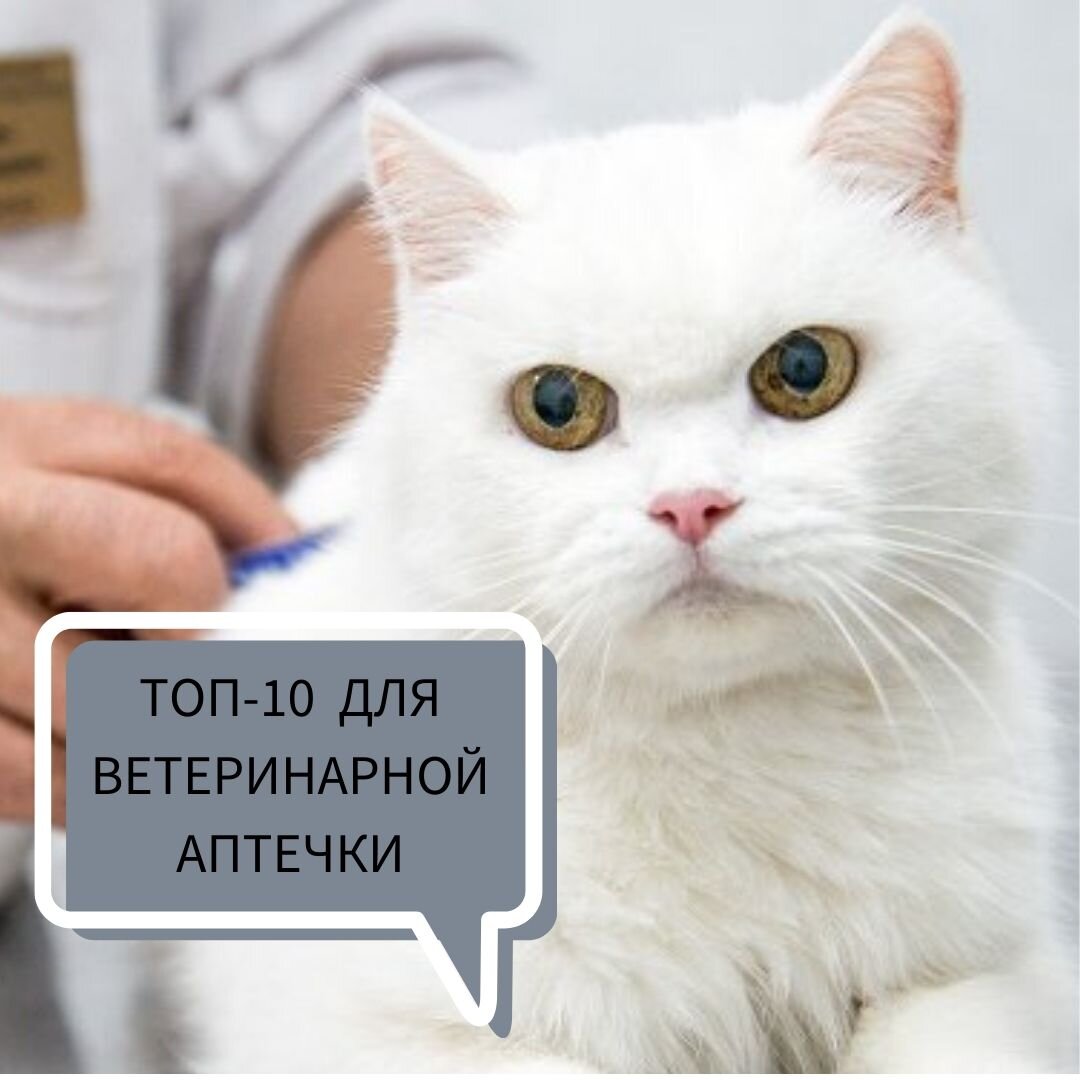 ЧТО ПОЛОЖИТЬ В АПТЕЧКУ ВЛАДЕЛЬЦУ КОШКИ?