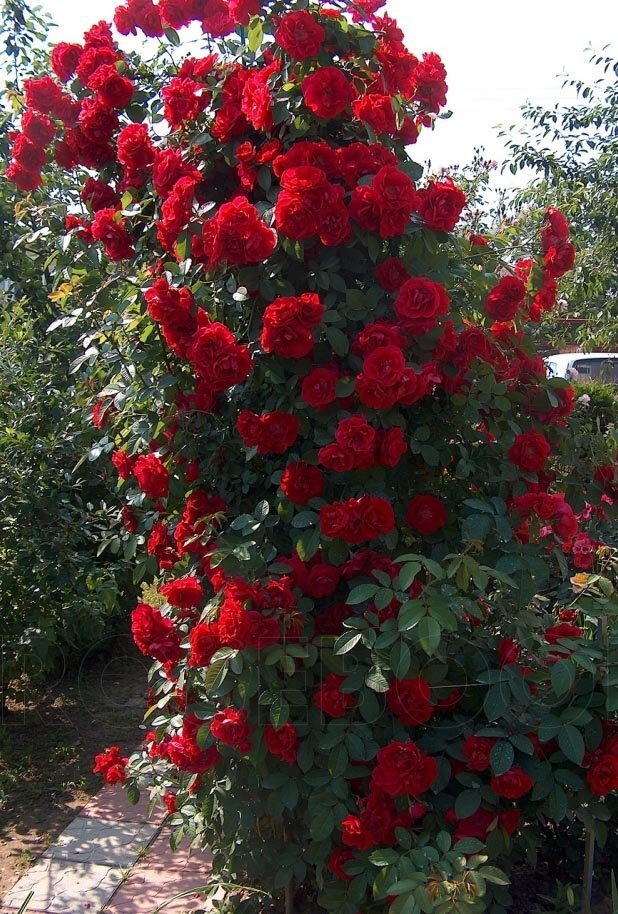 Источник Яндекс картинки 