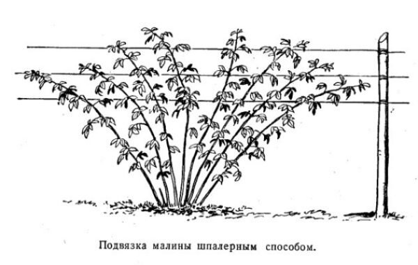 Как подвязать малину: способы подвязки