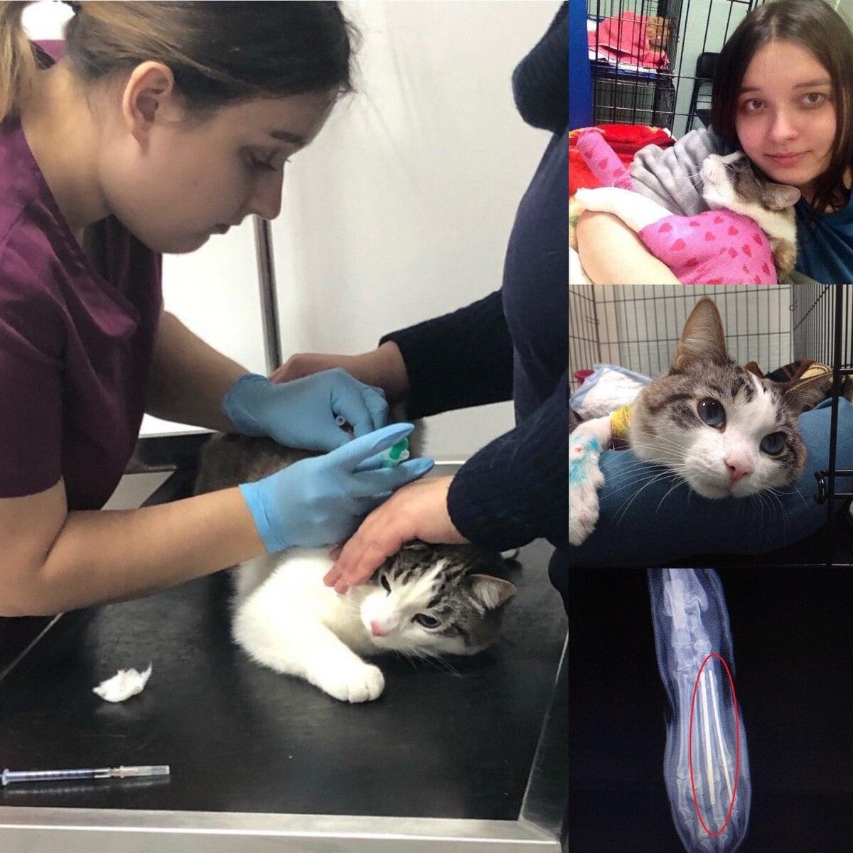 Сёма на ежегодной вакцинации и архивные фото.