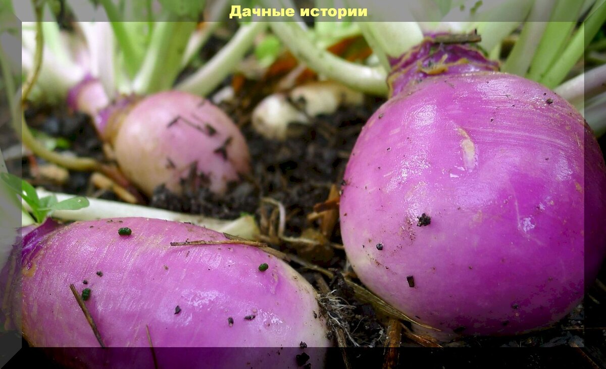 https://vk.com/photo-159774511_457243482