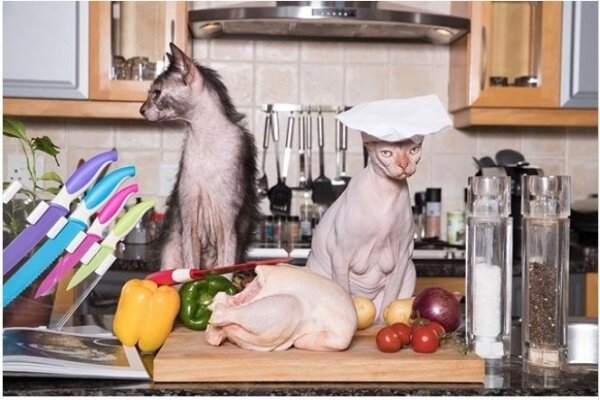 Источник фото: @ sphynx_dobby_lykoi_lobo