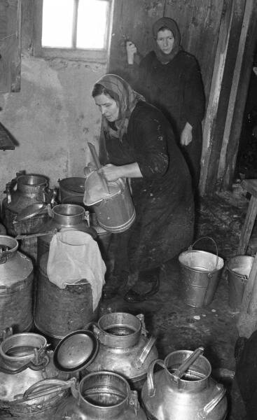 Всеволод Тарасевич  На молочной ферме колхоза «Россия». Сдача молока
Дата съемки: 1959 - 1960 гг.