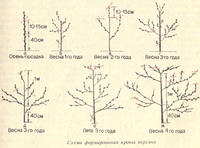 Ниже для вас представлена схема обрезки персика:Схема формирования кроны персика