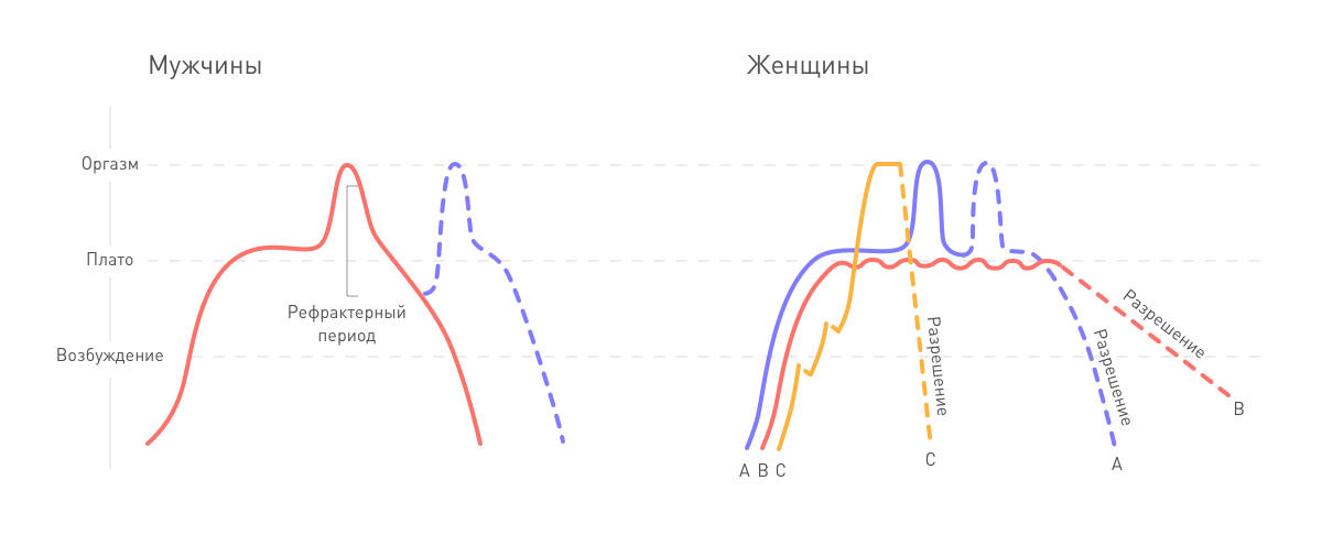Фазы во время секса у мужчин и женщин