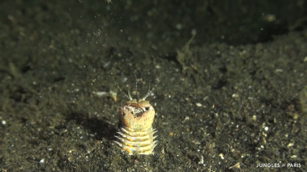 Яндекс.Картинки