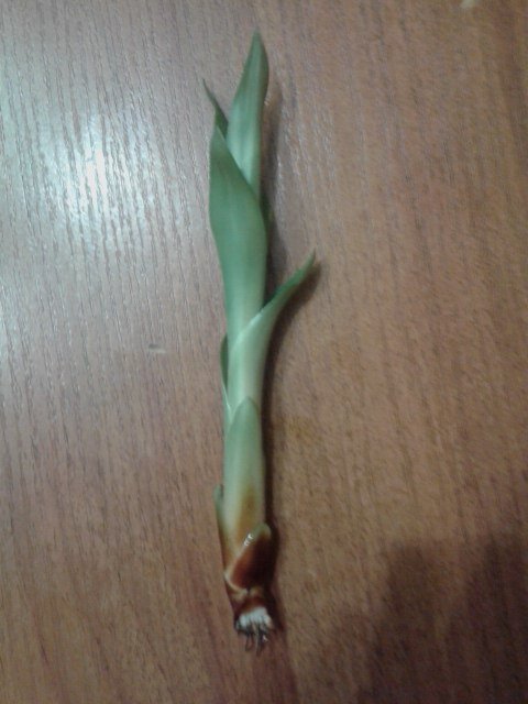 Как выбрать подходящий горшок