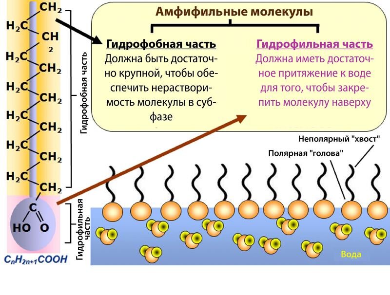 Слайд с сайта czl.ru, прекрасно иллюстрирующий строение амфифильной молекулы.